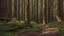 Placeholder: old growth forest