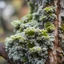 Placeholder: lichens ON A TREE TRUNK, CLOSE-UP, BLURRED BACKGROUND