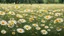 Placeholder: Daisy meadow full of butterflies flying around.