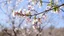 Placeholder: spring background with tree branch.