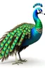 Placeholder: create a real colour animated peacock full body with white background