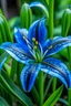 Placeholder: Blue lily plant in a botanical