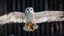 Placeholder: angel's view back to the camera a barn owl fly back from the top view flying over a winter small village, snowy landscape, little light, sunrise, some small Hungarian old country houses from above, perspective, high detailed, sharp focuses, photorealistic, cinematic