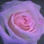 Placeholder: luminous rose in moonlight glow