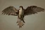 Placeholder: falling falcon by Andrea del Sarto