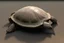 Placeholder: turtle shell