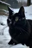 Placeholder: eine schwarze katze im schnee