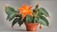 Placeholder: "Orange Christmas Cactus"