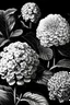 Placeholder: Hydrangea garden drawing black and white