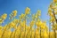 Placeholder: clear blue sky for top half, across Middle is canola flowers with green canola stems branches and leaves below, rapeseed sharp focus, realistic