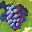 Placeholder: fresh grape