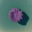 Placeholder: microphotography top-down view of a single flower, one flower, high definition, detail, HD, 8k, realistic, 3d rendering, blender, photography, fisheye, bulge, bokeh microbiology, intricate, detailed, blues, reds, yellows, greens, pinks, purples, oranges, indigos