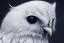 Placeholder: KNIGHTWING snow OWL FALCON