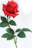 Placeholder: rose, photograph