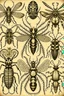 Placeholder: vintage, gothic, steampunk drawings of insects, sepia toned