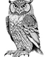 Placeholder: real massive Owl, coloring page, full body (((((white background))))), only use an outline., real style, line art, white color, clean line art, white background, Sketch style