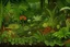Placeholder: An olive green jungle with Venus fly traps painted by Vincent van Gogh
