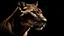 Placeholder: Close up portrait of a Puma. Cougar, mountain lion head on black background