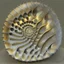 Placeholder: finely geometrical fractal shell, nautilus regular logarithmic spiral geometrically --v 5 --arFibonacci