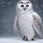 Placeholder: snow OWL