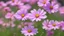 Placeholder: Cosmea in Japan