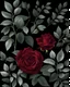 Placeholder: Deep red rose, black background