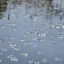 Placeholder: bells reflected in ice