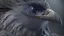 Placeholder: close up of a gorgeous bird man, cinematic lighting, slate gray, intricate, realistic,