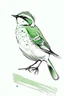 Placeholder: Inking illustration of a small bird. White background. Fine lines. Realistic bird. Green bird.