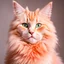 Placeholder: кот стоит персицкий, пушистый