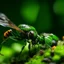 Placeholder: a green fly fighting a tiger