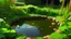 Placeholder: small pond