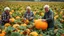 Placeholder: Elderly pensioners harvesting pumpkins from the field. There are acres of pumpkin plants with lots of ripe pumpkins. Some of the pumpkins are enormous. Everyone is happy. Photographic quality and detail, award-winning image, beautiful composition.