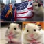 Placeholder: Hamster 9/11