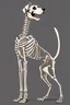 Placeholder: A dog's complete and perfect skeleton