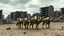 Placeholder: The image depicts a pack of wolves walking through a desolate, abandoned urban environment. The background features crumbling buildings and debris scattered on the ground, with a somber sky overhead, suggesting a post-apocalyptic setting. The scene conveys a sense of desolation and the animals' dominance in this deserted landscape.