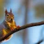 Placeholder: squirrel with black nose hanging on a little branch in the morning