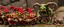 Placeholder: knitted goblins army and an ogre