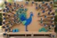 Placeholder: peacock scene made from torn cardboard boxes in sunshine