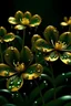 Placeholder: Unusual light golden flowers as in avatar, with drops of water on a dark green background, 8k, with darning
