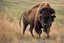 Placeholder: Bison walking uphill towards viewer's right, prairie grasses in foreground, background fades out to completely white