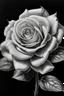 Placeholder: Black and white rose,.fine art, pencil drawing