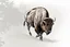 Placeholder: Bison walking towards viewer's right, on white background, fades out on the left