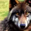 Placeholder: Black wolf with red in ears and on snout