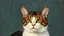Placeholder: Portrait of a cat by Van Gogh