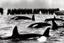 Placeholder: An orca army fighting in WW2 on D-Day