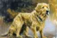 Placeholder: style of Frank Auerbach, Golden retriever dog
