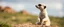 Placeholder: meerkat albino badger has emotional breakdown in limbo