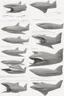 Placeholder: ideation air craft aeroplane inspired by shark