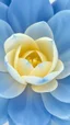 Placeholder: Yellow Rose, The background should be composed of blue petals that gradually transition to a creamy butter-colored center, with the petal tips delicately tinted in a noble, pale blue. The transitions between colors should be seamless and smooth, with no sharp edges, giving the petals an ethereal, veil-like, silky appearance. Focus on capturing the soft texture and gentle flow of the tulip petals, creating a dreamy and elega